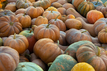 autumn pumpkins on a wooden thanksgiving table outdoor farmers market