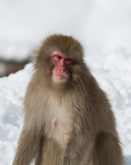 Snow Monkey Portrait
