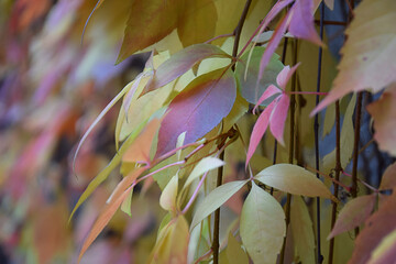Colorful autumn leaves swaying in the wind