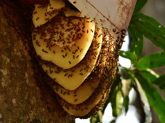 Beehive with bees hanging on a tree, closeup