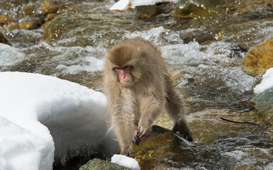 Jumping Monkey in the River