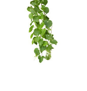 Heart shaped green yellow leaves vine, devil's ivy, isolated on white background.