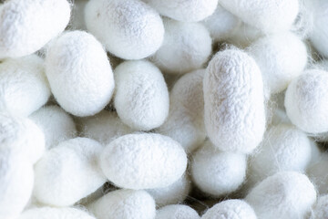 Group of silkworm in white cocoon stage background