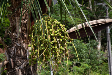 palm whose fruit is known as babunha or pupunha on the amazon
