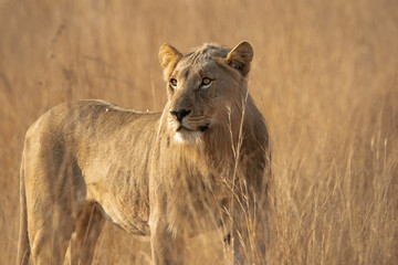 Naklejka premium African Male lion in dry grass, Kruger Africa.
