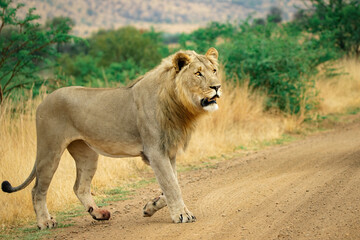 Fototapeta na wymiar African male lion in walking savannah, Kruger Africa.