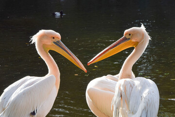 Great white pelicans in St James's Park, London, UK