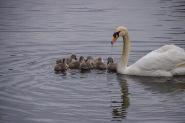 A mute swan and one-week-old cygnets in St James's Park, London, UK.