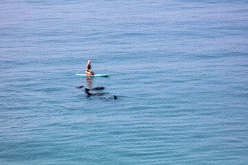 Fototapeta na wymiar A Woman Paddle Boarding and Having an Encounter with Bottle Nosed Dolphins