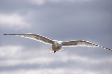 A seagull flying in Hyde Park, London, United Kingdom.
