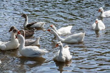 Gray geese swimming in the water. Domestic Geese Swimming