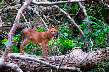 The leader dhole with red brown hair or fur looking straight in front in the bush or flower. Wildlife and Nature.