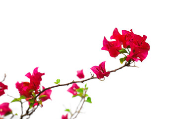 Fototapeta premium Isolated On White Bougainvillea Flower Pictures.