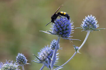 Bee on flowers of eryngium. Bee pollinates a flower in the garden