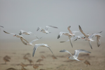 Endangered White Snowy Plovers Flocking and Flying Together on a Morro Bay, California, Beach Preserve on a Foggy Morning