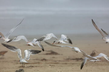 Endangered White Snowy Plovers Flocking and Flying Together on a Morro Bay, California, Beach Preserve