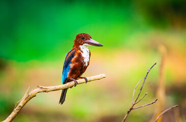 White chest kingfisher is sitting on a tree branch in Sri Lanka