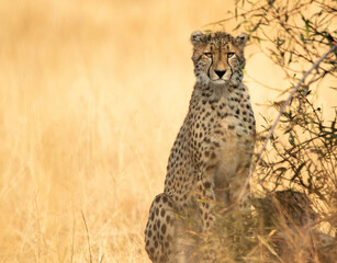 cheetah in the savannah, Africa