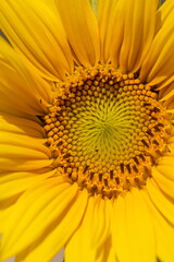 the middle of the inflorescence of yellow sunflowers in the field, growing food, sunflower field during flowering and pollination