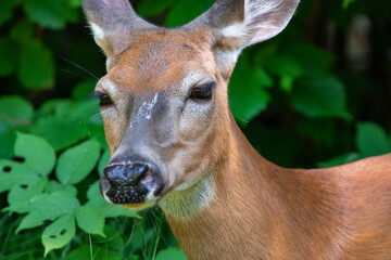 Zoomed in shot of a brown deer in the forest, standing beside dense green trees and bushes, looking for the food with an alert face.
