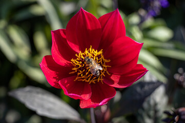 Bee on a red flower