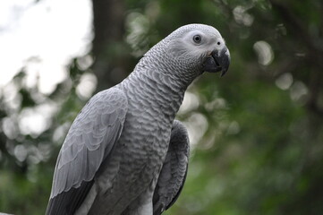 Sideview of an African Grey Parrot