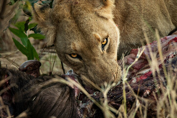 African lion on a kill feeding, Kruger Africa