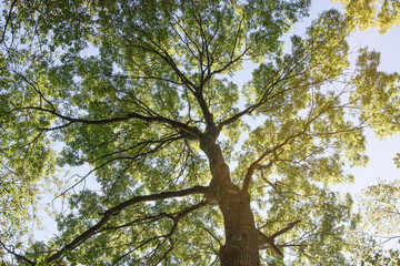 tree in the sky