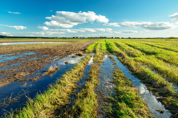 Water after rain on the field and on the road by the meadow