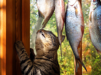 The cat wants to eat the fish that is drying on the rope.