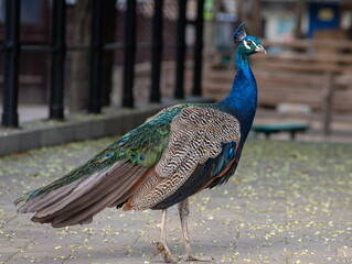 A beautiful peacock. The peacock walks along the path in the park in profile