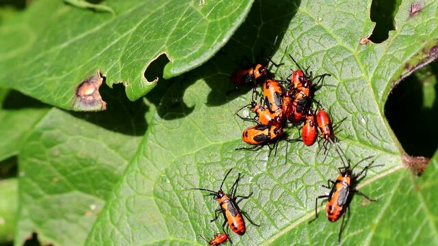 Young Boxelder bugs or nymphs, gathering on leaves