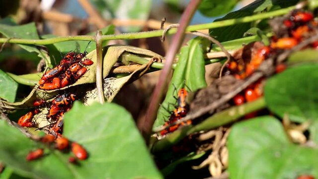 Boxelder bug nymphs swarming on leaves