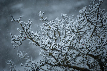 Snow-covered tree branches during a snowfall
