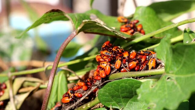 Young Boxelder bugs or nymphs on leaves in a garden