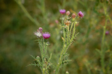 flower in the meadow