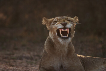 African lion snarling with teeth open.