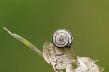 A Heath Snail, Helicella itala, resting on plant seeds in a meadow.