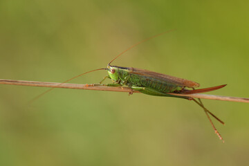 A Long Winged Cone-head Cricket, Conocephalus fuscus, resting on a plant stem in a meadow.	