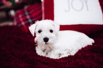 white Miniature Schnauzer Dog Breed with christmas tree 