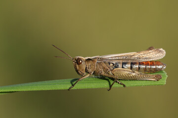 A Grasshopper, resting on blade of grass in a meadow.
