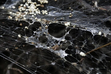Spider web with eggs, cocoons, dew drops