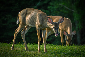 white deer