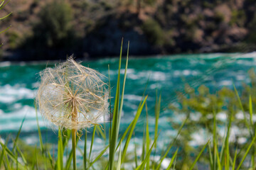 dandelion by water