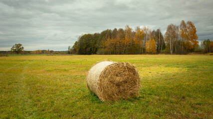 Hay bale in the meadow and autumn forest