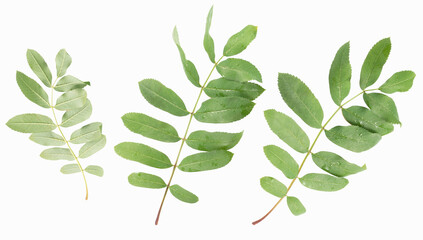 Fototapeta na wymiar Green leaf of rowan isolated on white