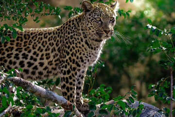 African leopard resting on the tree close up.