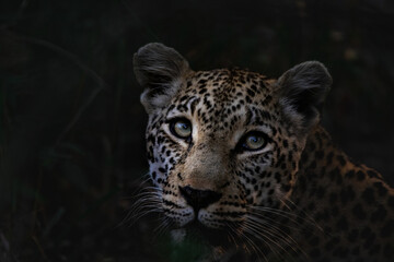 portrait of an African leopard.