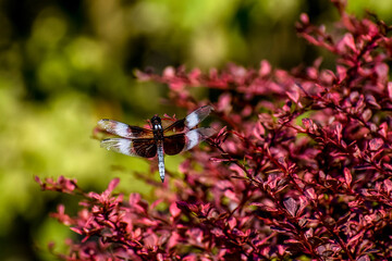 dragonfly on a flower