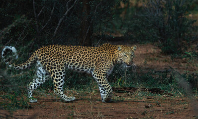 African leopard walking stride.